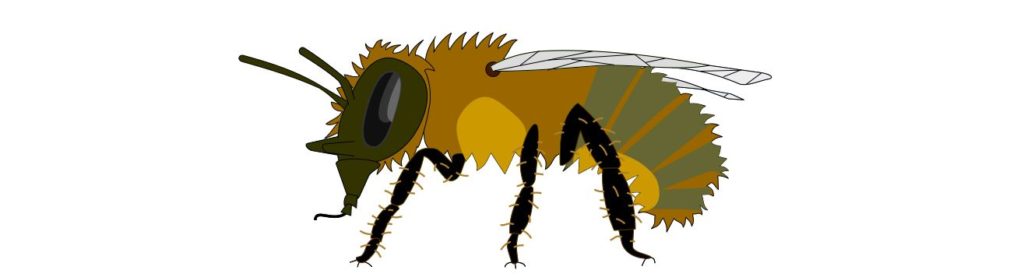 Dessin d'une abeille sauvage Osmia cornifrons.