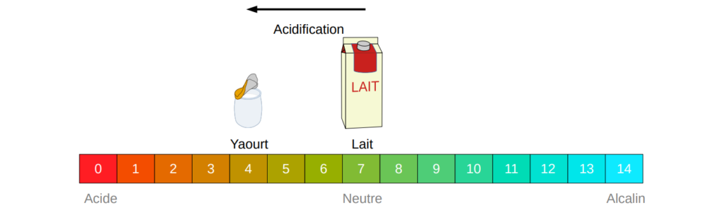 Acidification lors de la fermentation du yaourt