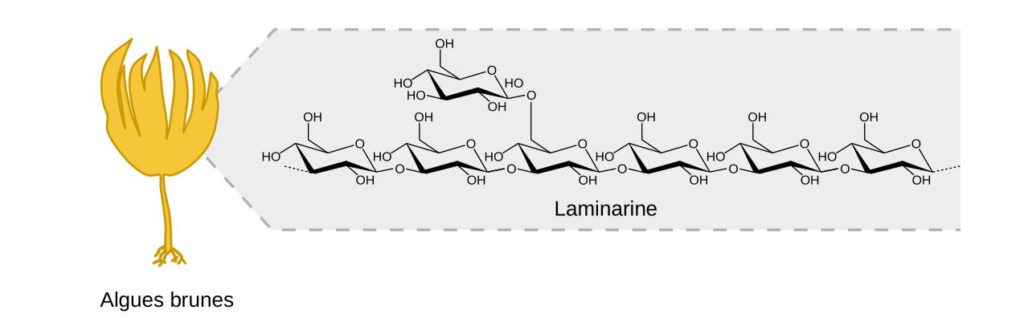 Schéma d'une algue avec à côté la structure chimique de la laminarine.