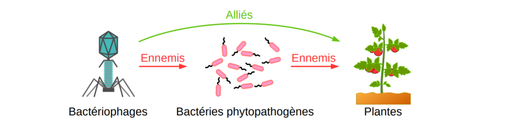 Schéma de l'utilisation de bactériophages.