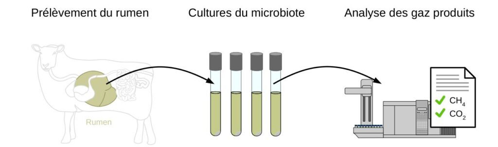 Protocole de l'étude