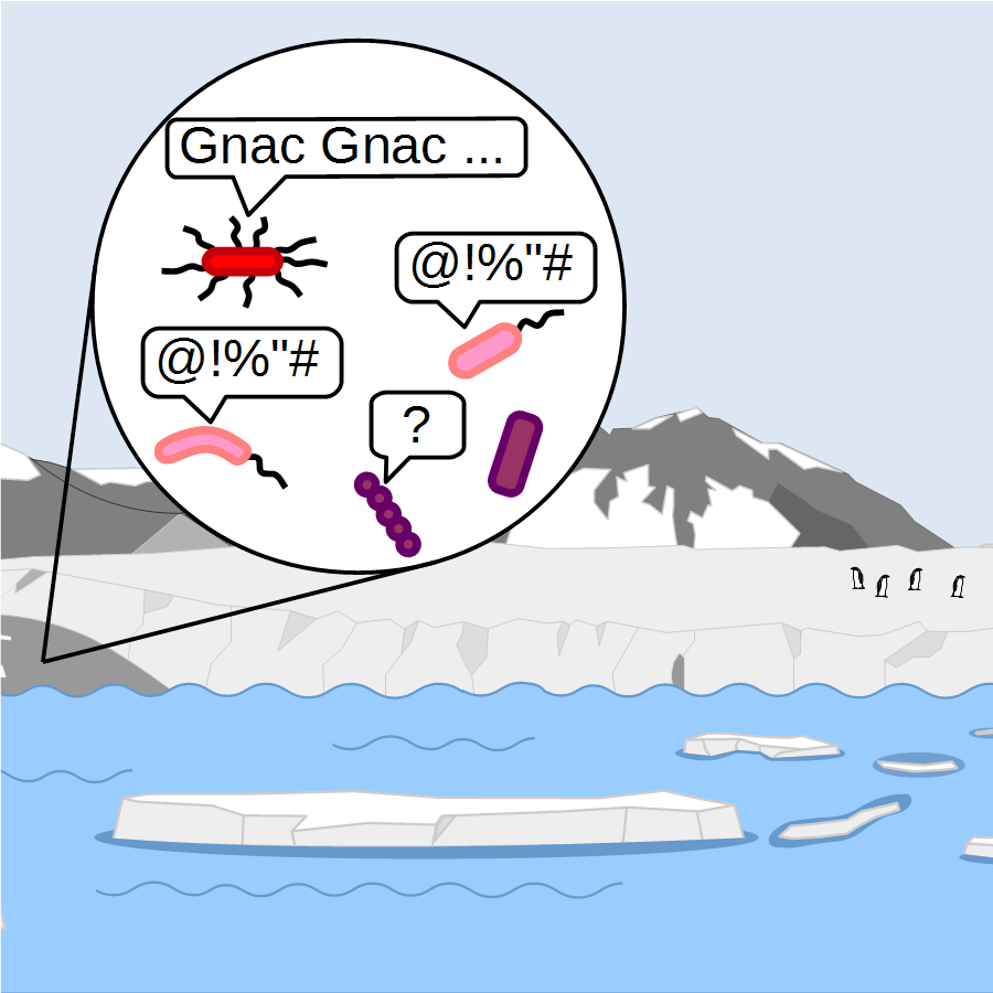 De quoi discutent les bactéries en Antarctique ?