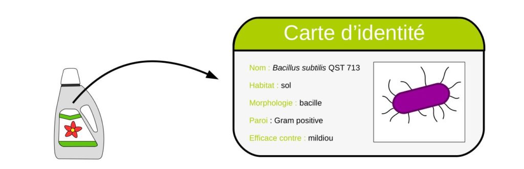 Description de la bactérie Bacillus subtilis