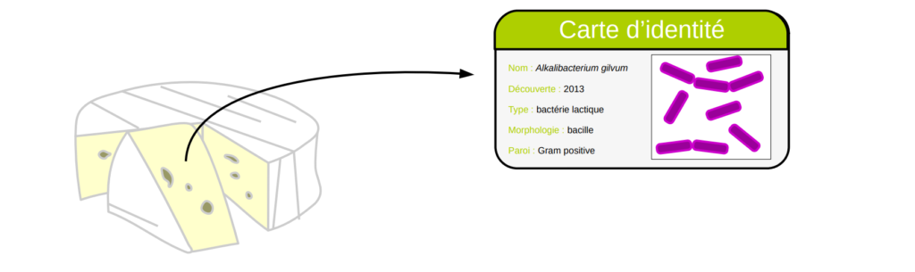 Carte d'identité d'Alkalibacterium gilvum