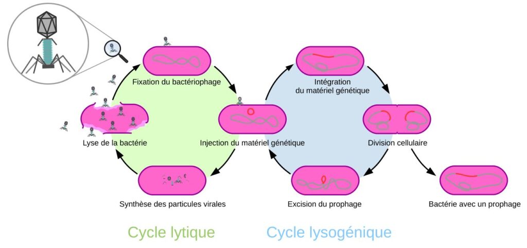 Schéma comparant le cycle lytique et lysogénique