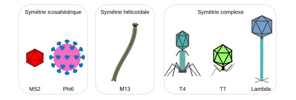 Morphologie de plusieurs espèces de bactériophages.