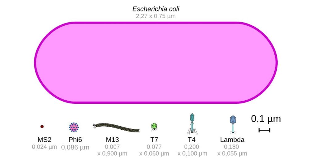Comparaison de la taille d'une bactérie et de plusieurs bactériophages.