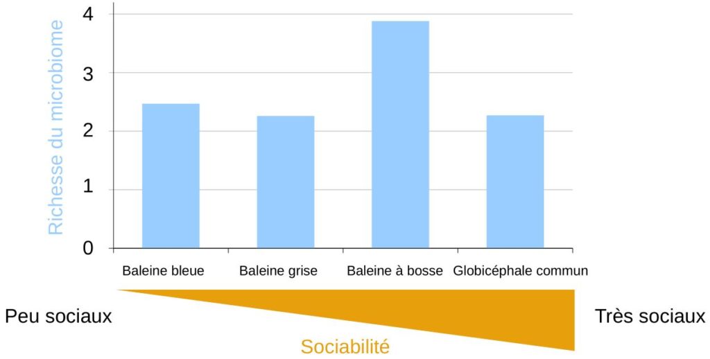 Richesse du microbiome chez plusieurs cétacés