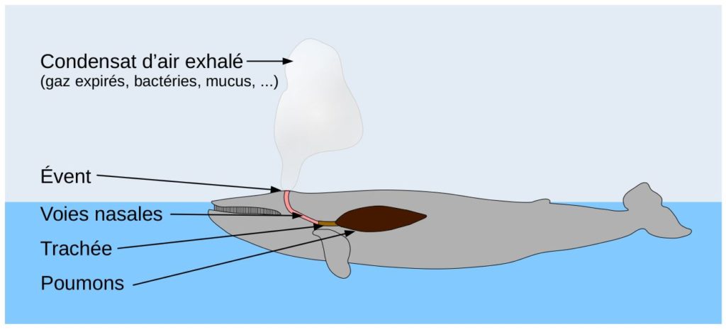 Schéma simplifié du système respiratoire d'un baleine.