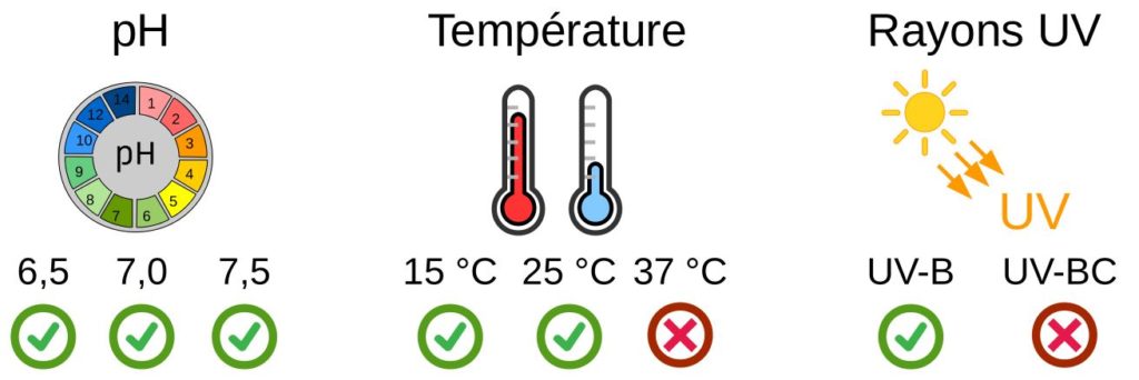Conditions optimales in vitro pour l'utilisation du bactériophage φ6.