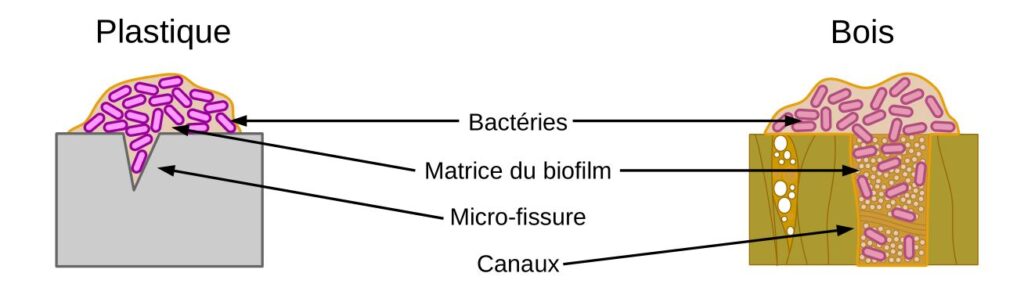 Formation de biofilms à la surface de planches à découper.