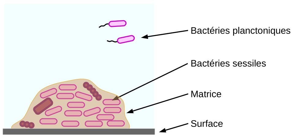 Schéma d'un biofilm.