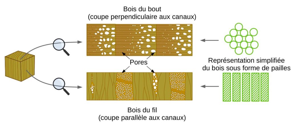 Schéma des canaux microscopiques traversant le bois.