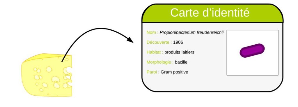 Carte d'identité de Propionibacterium freudenreichii