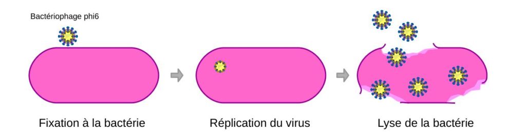 Cycle virale du bactériophage phi6