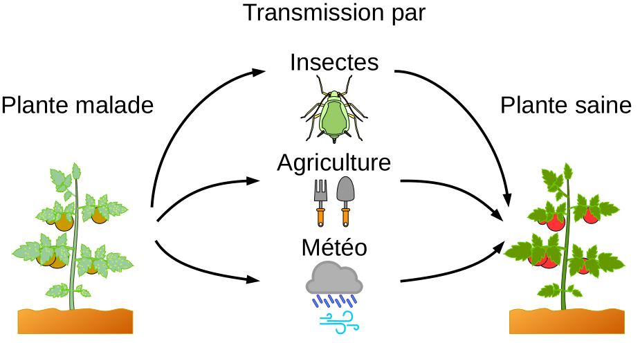 Schéma de la transmission d'organismes phytopathogènes.