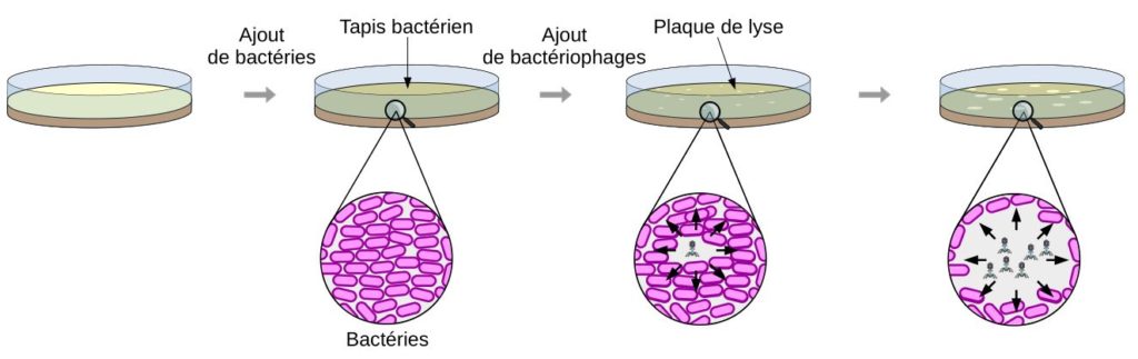 Schéma de la formation de plaques de lyse.