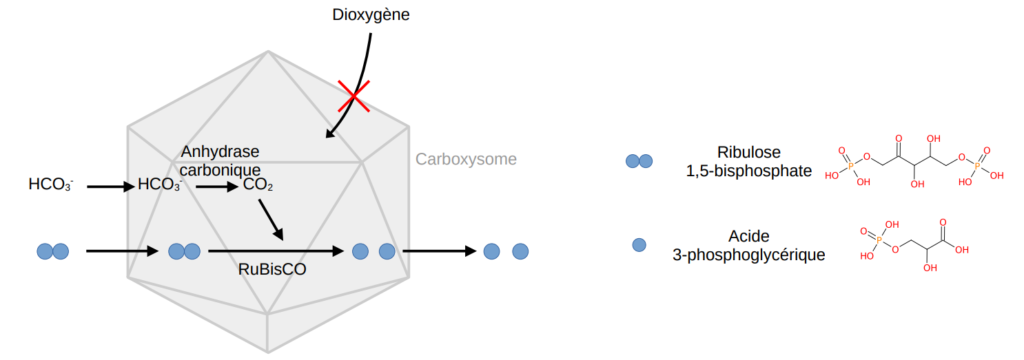 Schéma d'un carboxysome