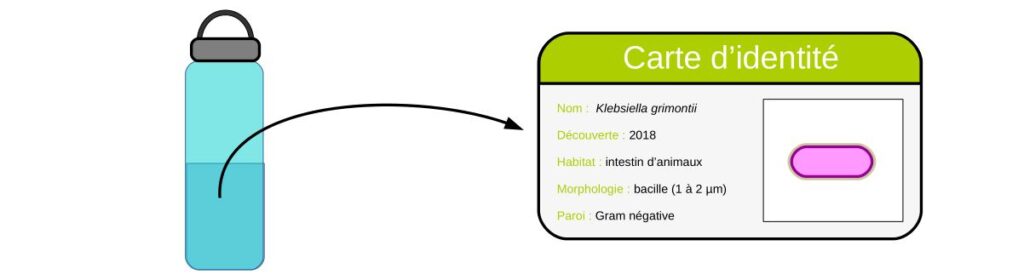 Carte d'identité de Klebsiella grimontii