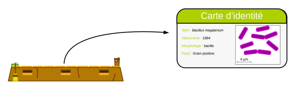 Carte d'identité de Bacillus megaterium