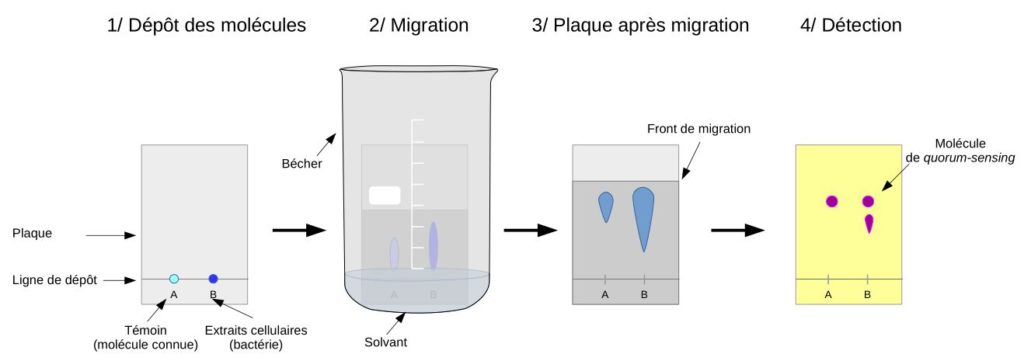 Schéma du protocole de détection de molécules de quorum-sensing.