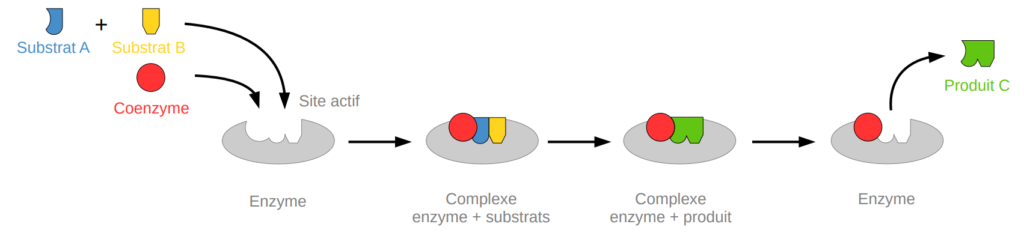 Schéma coenzyme