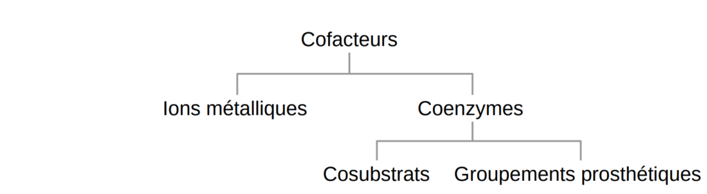 Schéma cofacteurs