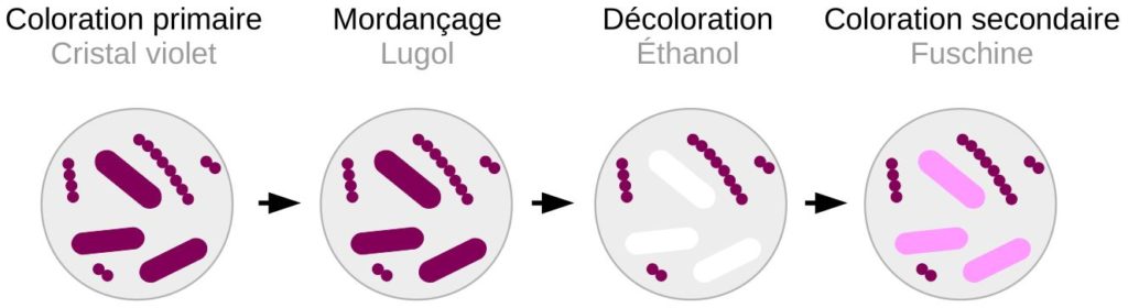 Schéma des différentes étapes de la coloration de Gram et coloration des bactéries.