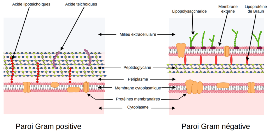Comparaison paroi de bactérie Gram positive et négative