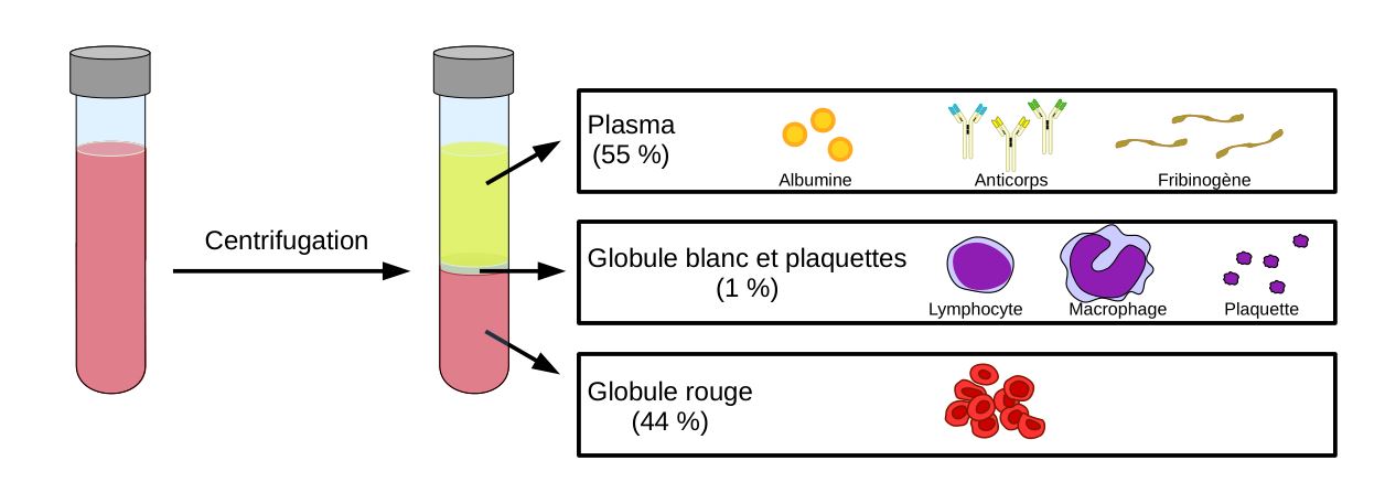 Le sang et ses composants