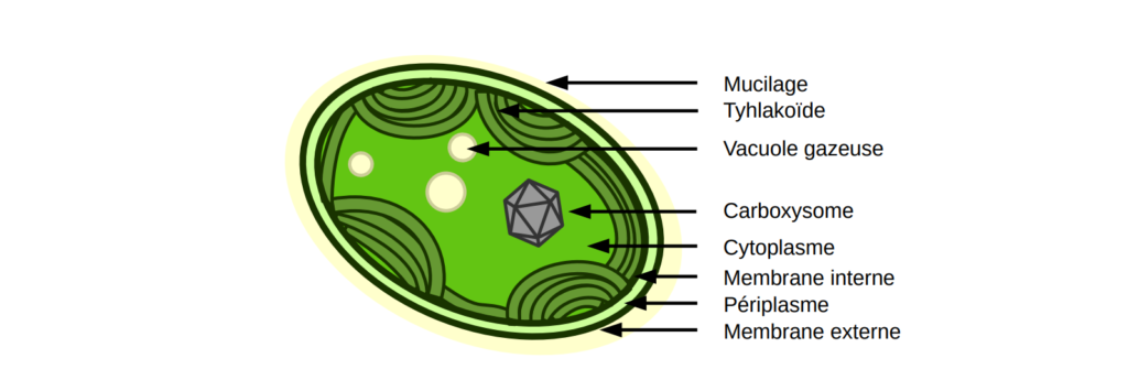 Ultra-structure d'une cyanobactérie