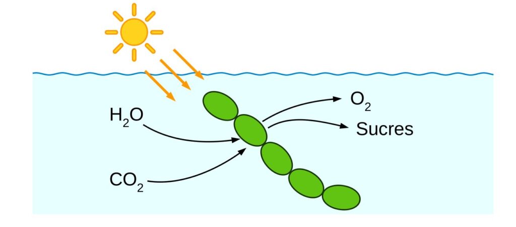 Schéma de la photosynthèse par une cyanobactérie
