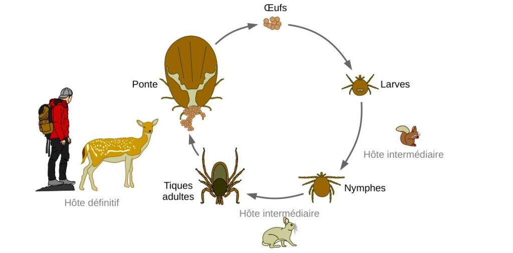 Schéma du cycle de vie d'une tique