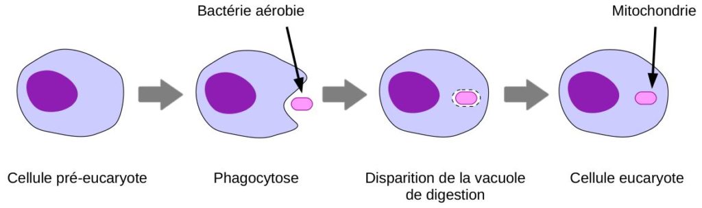 Schéma de l'endosymbiose suite à une phagocytose.