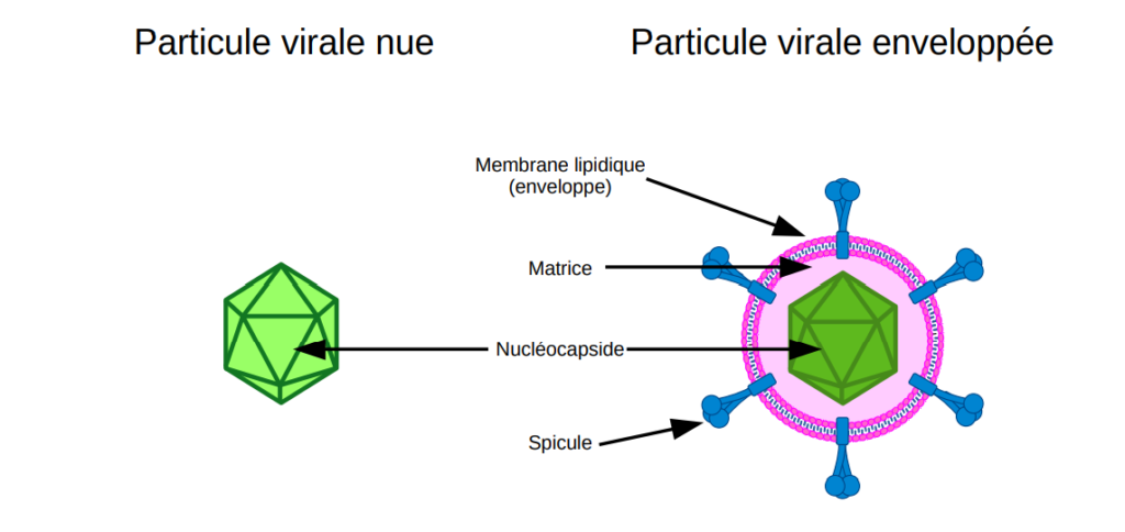 Schéma comparant une particule virale nue et une enveloppée