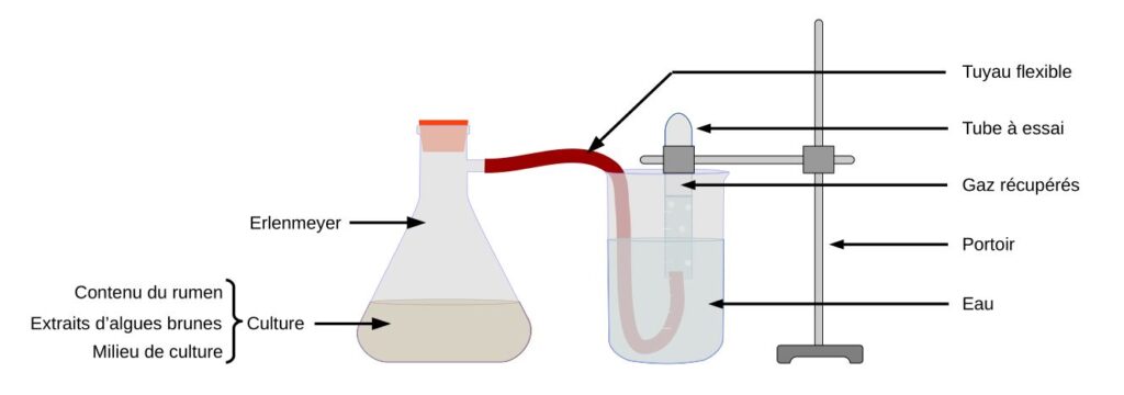 Dispositif expérimental utilisé pour étudier la production de gaz durant la fermentation.
