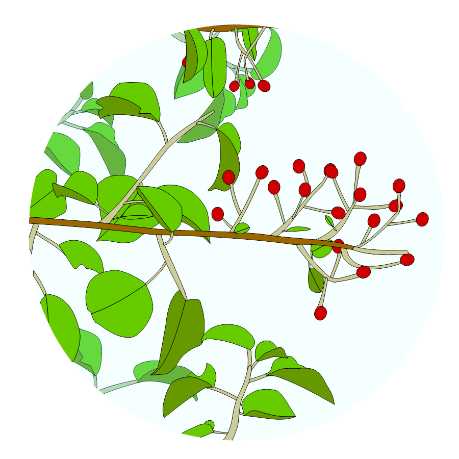 Voulez-vous des bactéries avec vos fruits ?