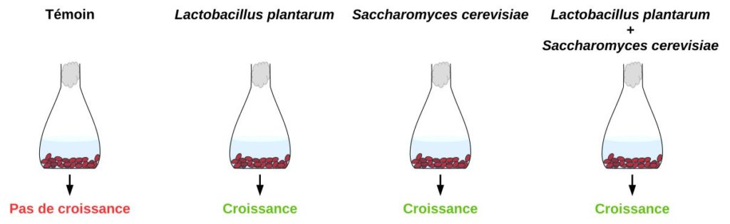 Description de l'expérience