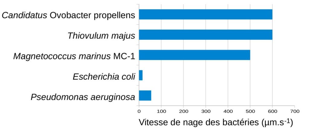 Comparaison de la vitesse de nage de plusieurs bactéries.