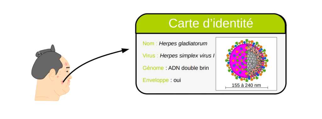 Carte d'identité du virus Herpes gladiatorum