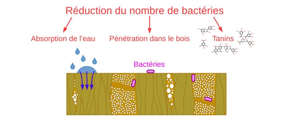 Hypothèses pour expliquer la diminution de la survie des bactéries sur une planche à découper en bois