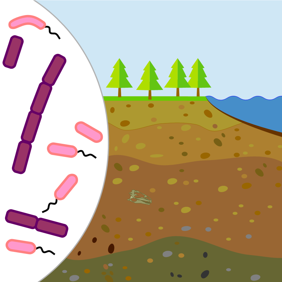 Que sait-on des bactéries vivants dans les profondeurs de la Terre ?