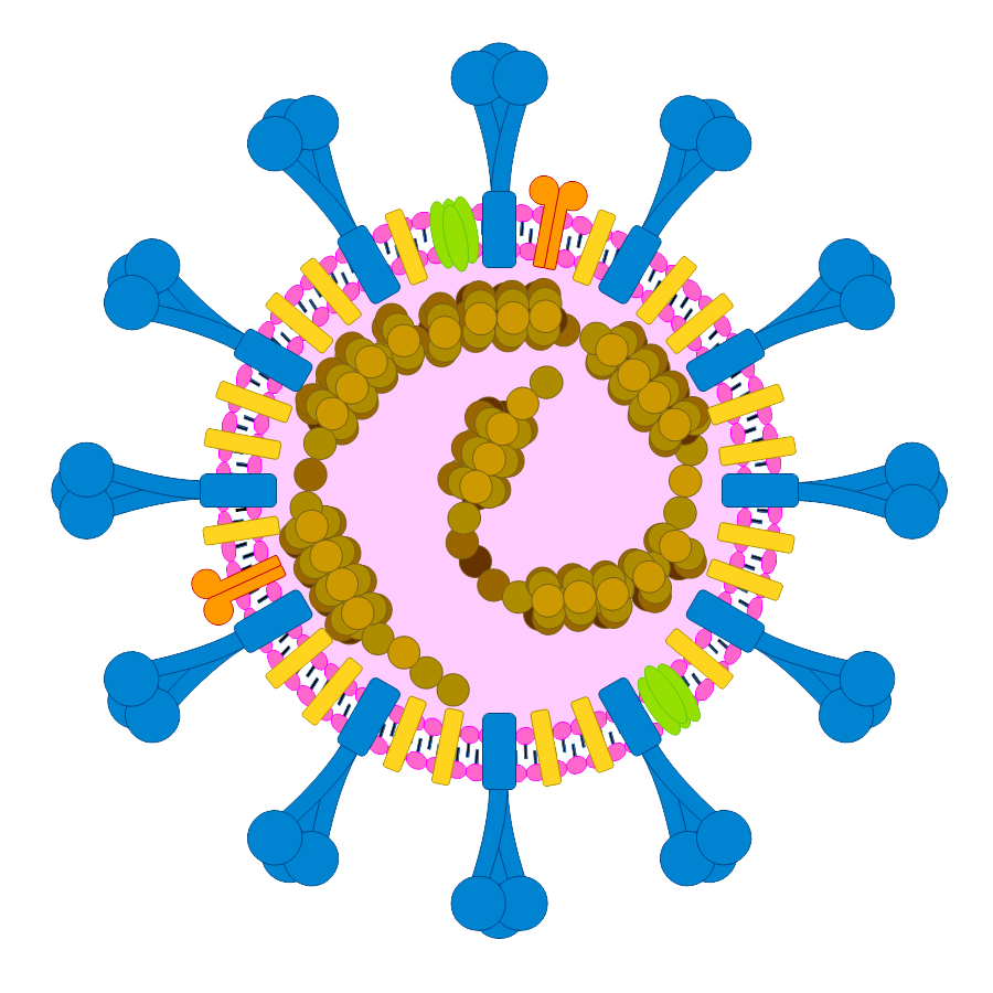 Quelle est la stabilité du Coronavirus sur des surfaces inertes ?