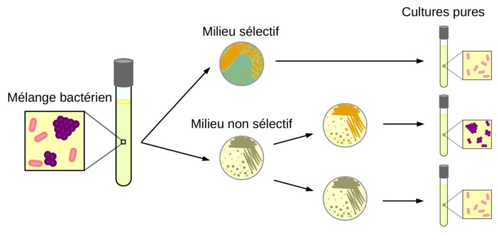 Schéma d'isolements sur milieu solide