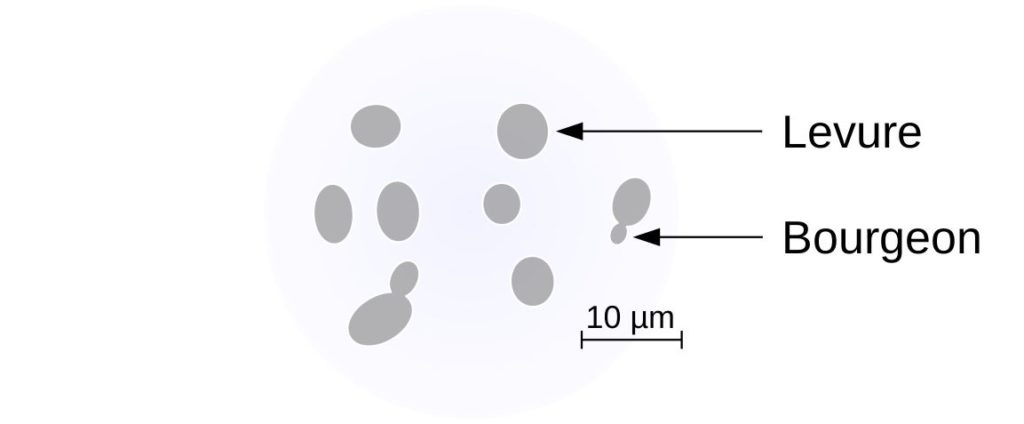 Schéma de levure en microscopie optique