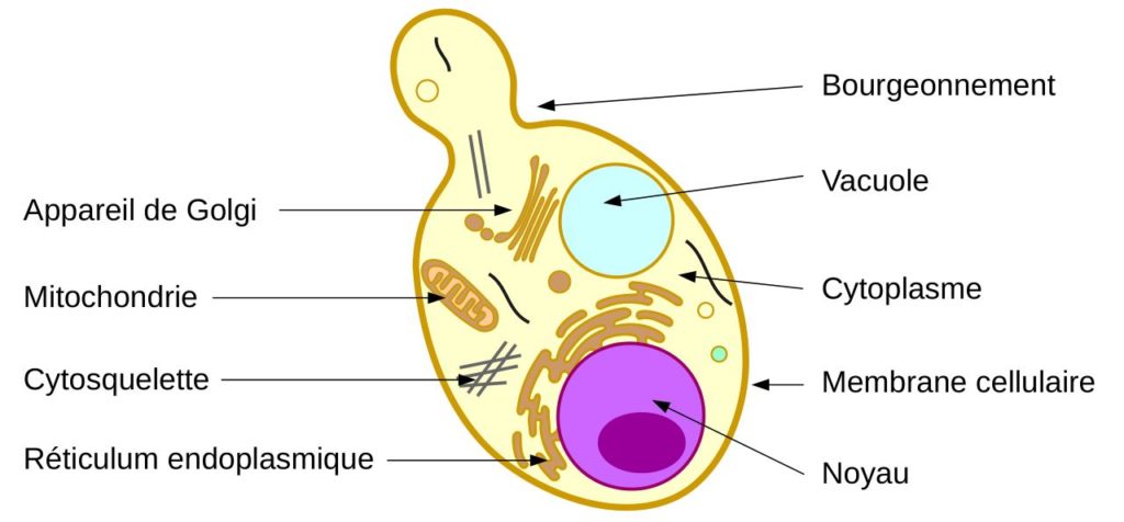 Schéma de l'ultra-structure d'une levure