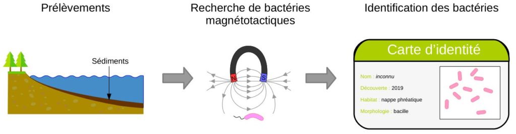 Des bactéries magnétotactiques sont recherchées dans les sédiments de plusieurs lacs colombiens.