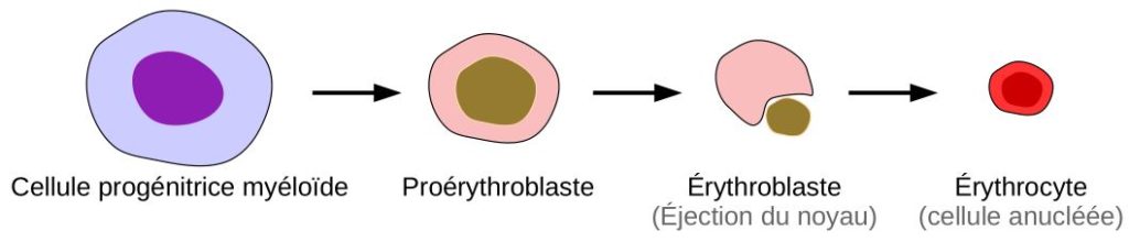 Schéma de la lignée cellulaire des globules rouges.