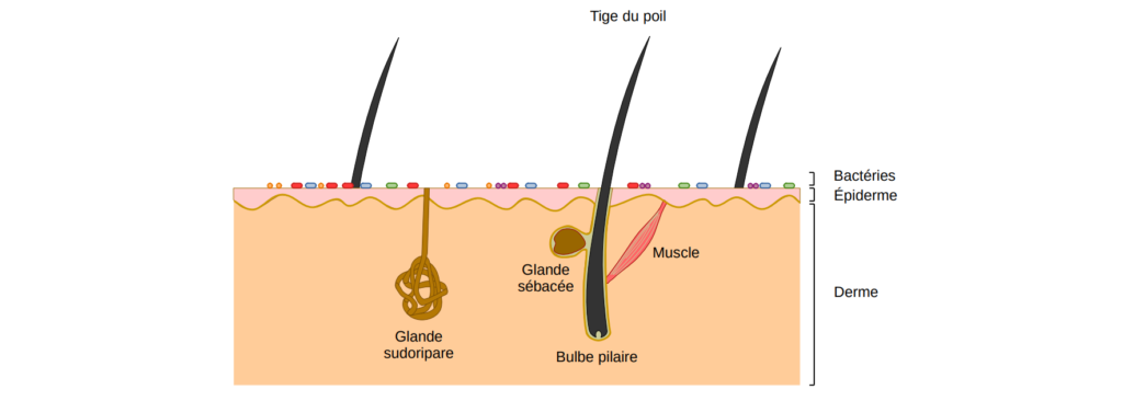 Schéma de la peau et du microbiome cutané