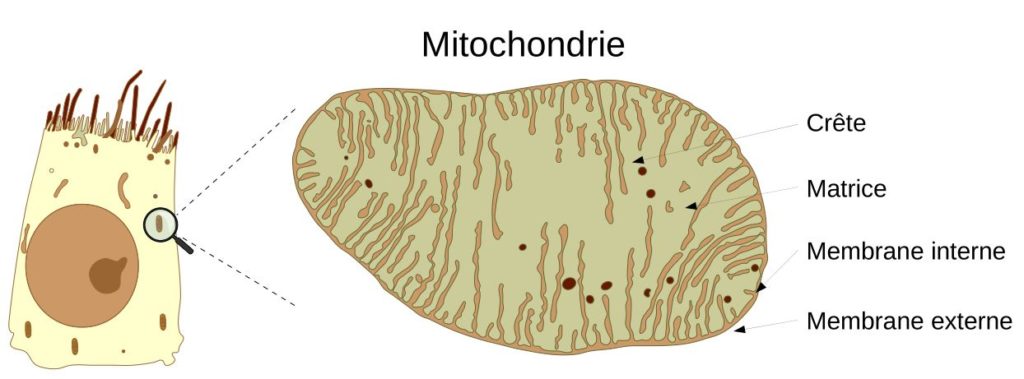 Schéma d'une mitochondrie